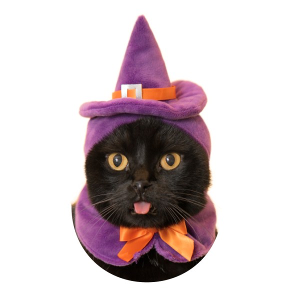 ねこのかぶりもの かわいい かわいい ねこハロウィン が最高にキュート かぶるだけでニャンコが魔女やかぼちゃに大変身 Pouch ポーチ