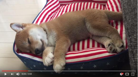 1日1秒 柴犬の 100日間成長記録 動画が可愛くって微笑んじゃう ぬいぐるみ キツネによく似た柴犬へ成長 Pouch ポーチ