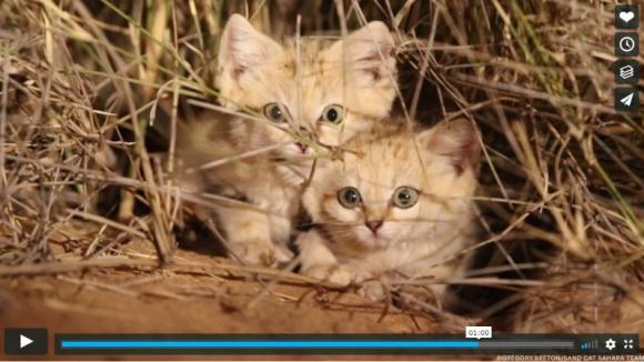 かわいすぎる貴重映像 野生のスナネコが発見される しかもちっちゃな子猫ちゃんたちだお Pouch ポーチ