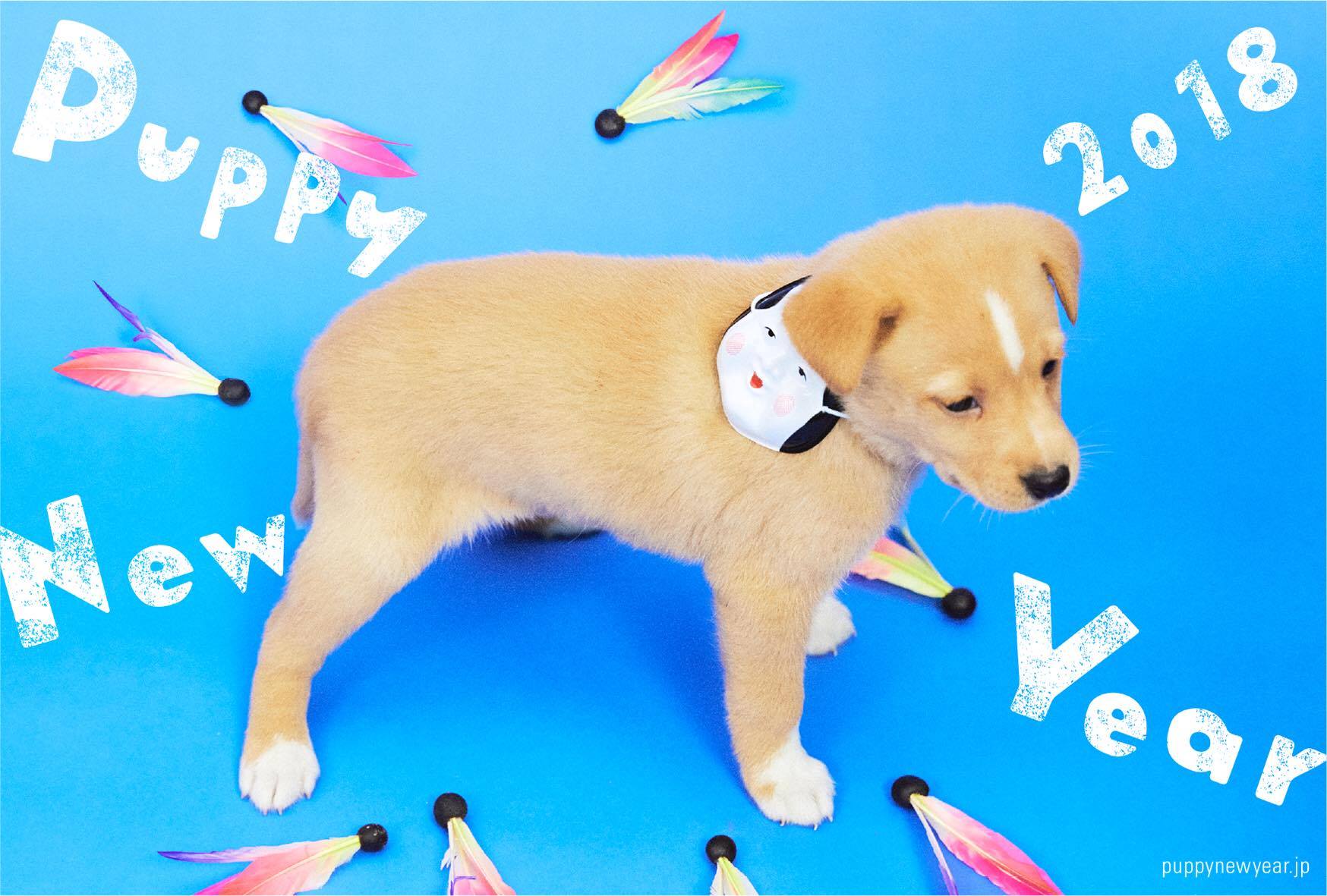 年賀状で里親探しのお手伝い 保護犬がモデルのフリーデザイン年賀状サイトで人間もワンちゃんもハッピーに Pouch ポーチ