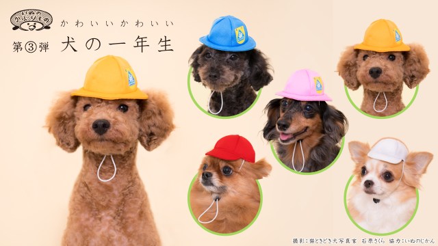 愛犬が 小学1年生 になったら 可愛くないわけがないっ いぬのかぶりもの シリーズに通学帽 紅白帽バージョンが登場しました Pouch ポーチ