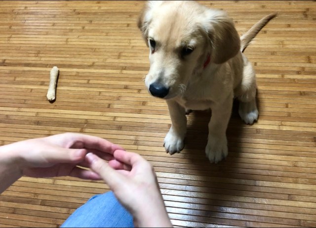 犬の前で手の輪っかを作ると鼻をハメてくる 海外で流行中の スヌートチャレンジ は 飼い主も一緒に楽しめる大満足の遊びです Pouch ポーチ