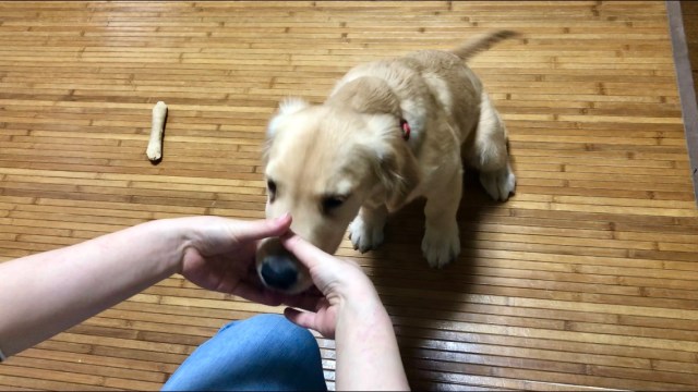 犬の前で手の輪っかを作ると鼻をハメてくる 海外で流行中の スヌートチャレンジ は 飼い主も一緒に楽しめる大満足の遊びです Pouch ポーチ