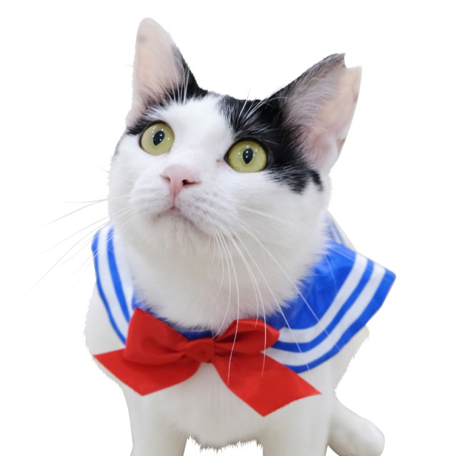 尊い 猫がセラムンに大変身 トイカプセルから 猫用セーラー服 アイテムが登場したニャ Pouch ポーチ