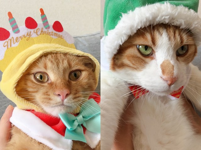 検証 ひとつ500円トイカプセル かわいい かわいい ねこクリスマスちゃん を愛猫に全種類かぶせてみたら 悶絶する事態に Pouch ポーチ