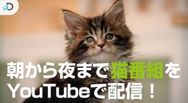 猫の日はyoutubeで1日中ニャンコ漬け ディスカバリーチャンネルが人気の猫番組を一挙放送するニャン Pouch ポーチ