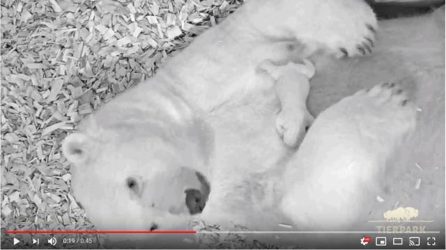 ホッキョクグマの赤ちゃんがまるで動くぬいぐるみ ドイツ動物園が出産から成長までの様子を公開中だよ Pouch ポーチ