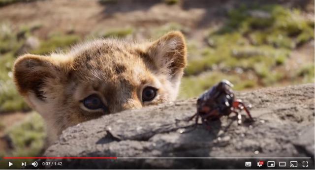 超実写映画 ライオン キング の日本版予告映像が解禁されたよーっ 息遣いまで聞こえてきそうなリアルさです Pouch ポーチ