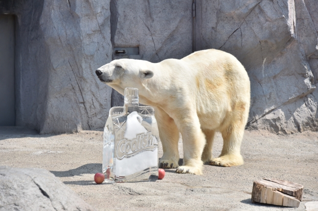 フェイラー 旭山動物園 ハンカチ ポーチ小 人気ブランドの新作