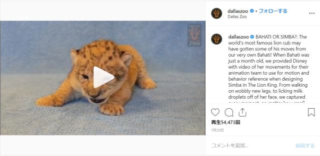 ライオン キング シンバの実在モデルはメスだった アメリカの動物園で暮らす赤ちゃんライオンです Pouch ポーチ