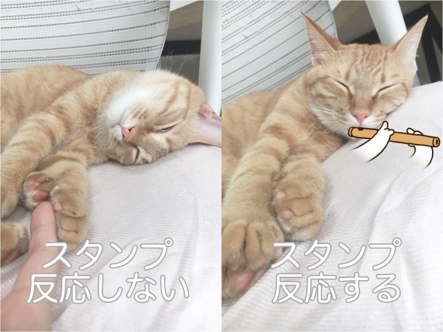 カメラアプリsnowに 猫に反応するスタンプ が出たニャ 飼い猫と一緒に遊んだらめちゃくちゃ癒やされた Pouch ポーチ