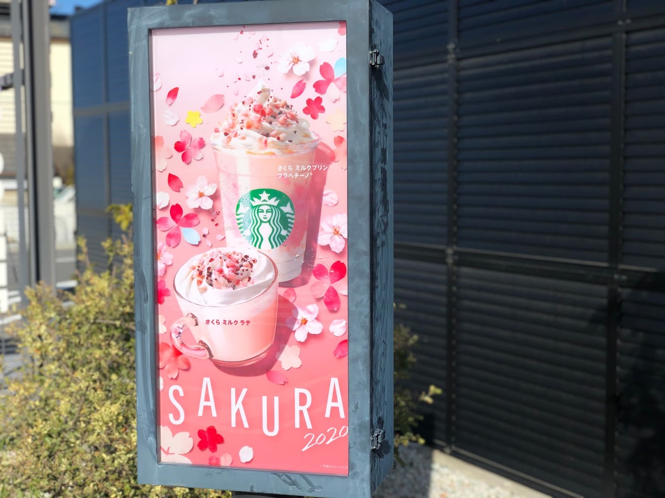 スタバ新作 さくら ミルクプリン フラペチーノ はお花見気分のフラペ さくら風味のミルクプリンでデザート感が味わえるよ Pouch ポーチ