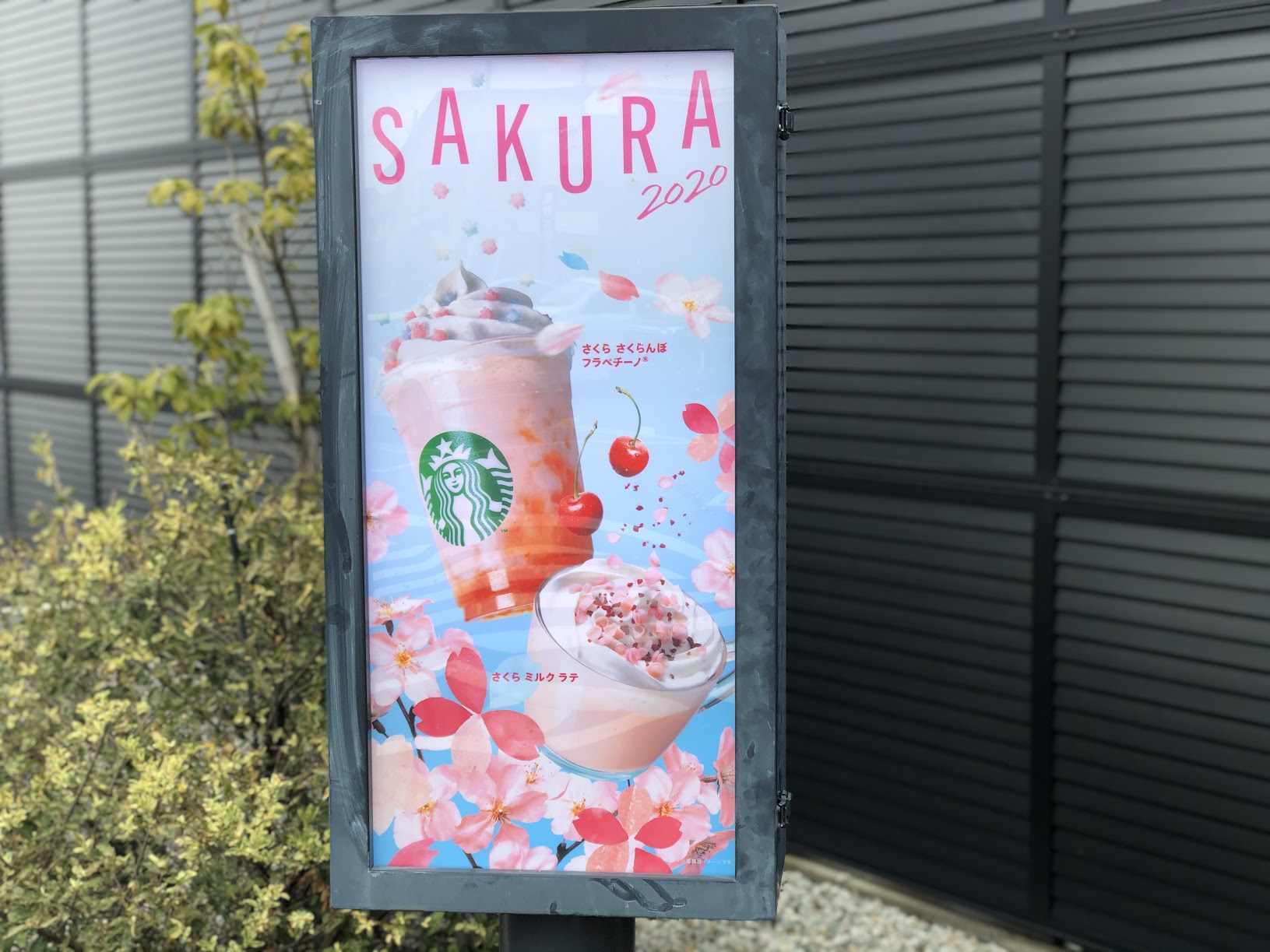 スタバ新作 さくら さくらんぼ フラペチーノ はさくらんぼソースがジューシー パステルカラーの金平糖もかわいいよ Pouch ポーチ