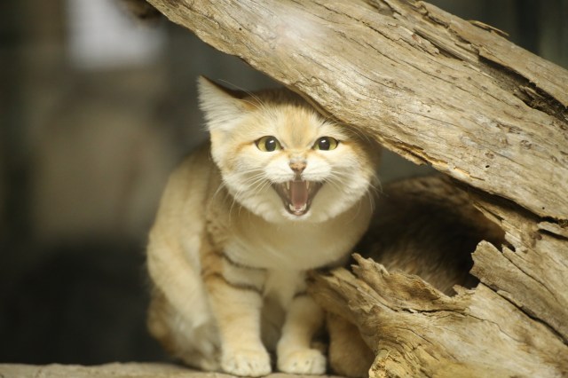 砂漠の天使 ことスナネコが日本にやってきた モフモフボディと表情のギャップに癒やされます Pouch ポーチ 砂漠の天使 ことスナネコが日本にやってきた モフモフボディと表情のギャップに癒やされます Pouch ポーチ