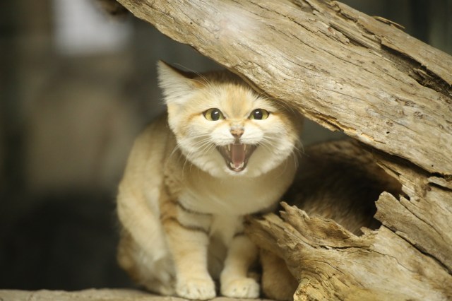 砂漠の天使 ことスナネコが日本にやってきた モフモフボディと表情のギャップに癒やされます Pouch ポーチ