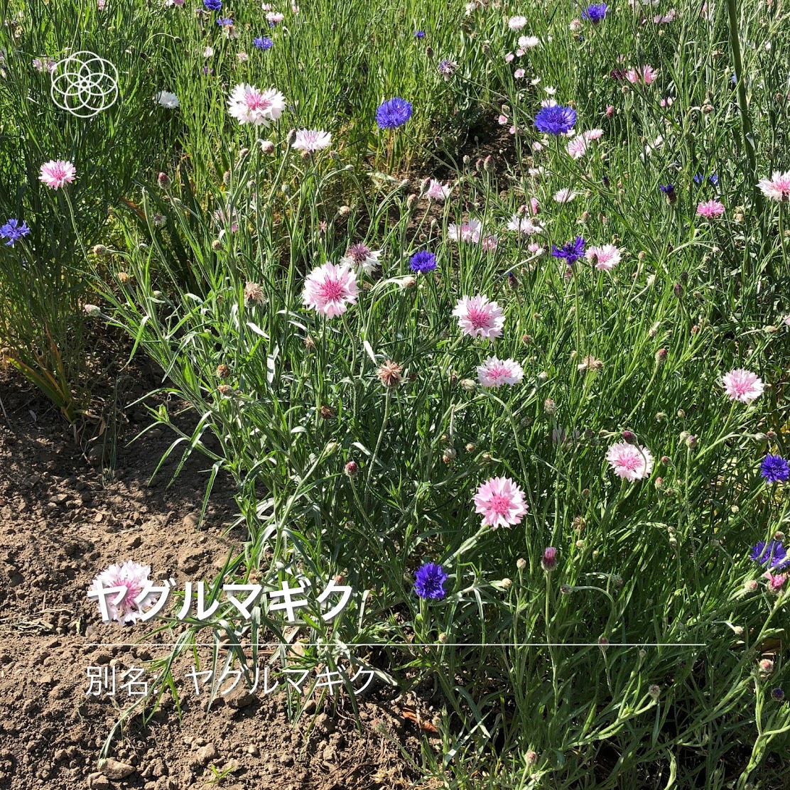 かざすだけで花の名前が分かる ハナノナ アプリを入れて散歩してみた いつものお散歩がぐっと素敵になるよ Pouch ポーチ