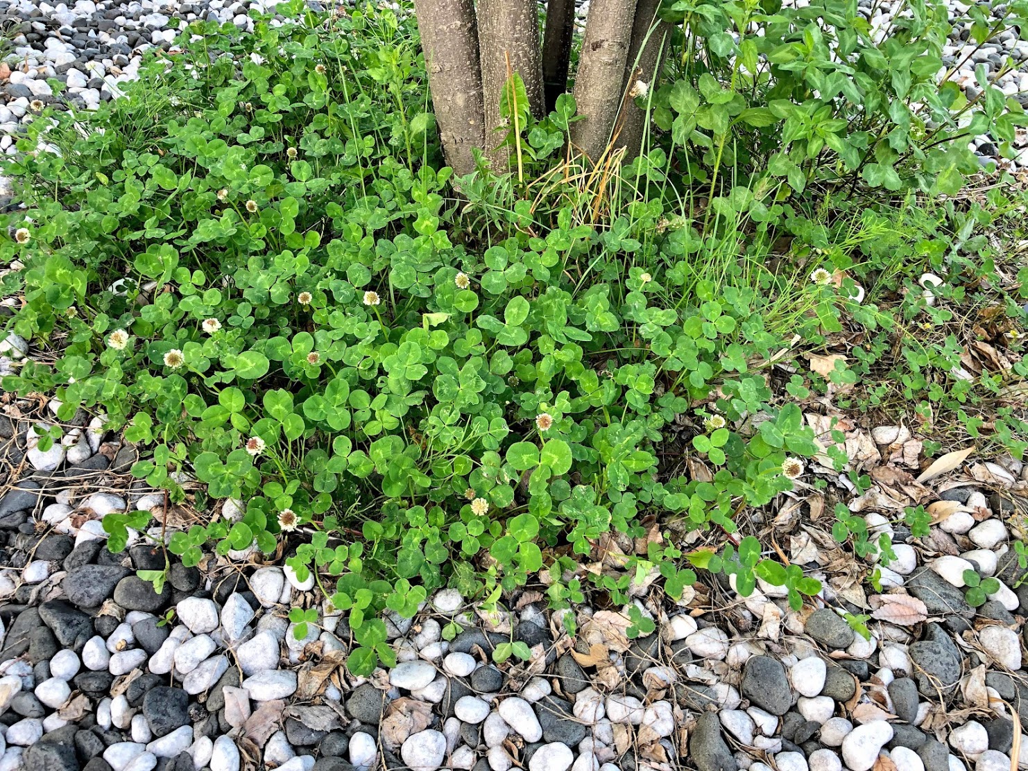 かざすだけで花の名前が分かる ハナノナ アプリを入れて散歩してみた いつものお散歩がぐっと素敵になるよ Pouch ポーチ